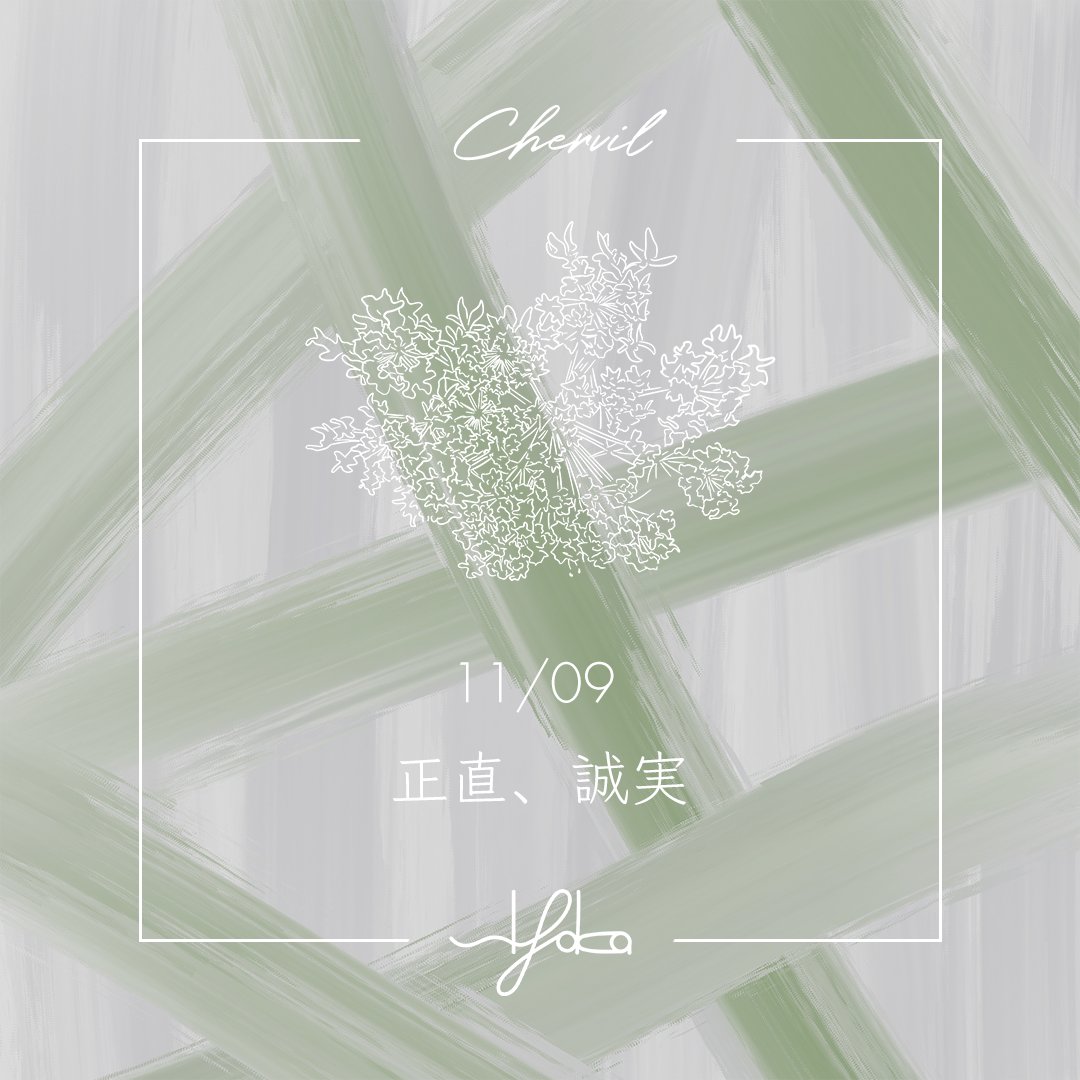 siyaka_480's tweet photo. おはようございます☀️ 
sIyaka（シヤカ）です💐  

本日11/09の誕生花は『チャービル』 
花言葉は『正直、誠実』  

今日もまっすぐな1日になりますように☺️ https://t.co/fZLK8d8bA1
