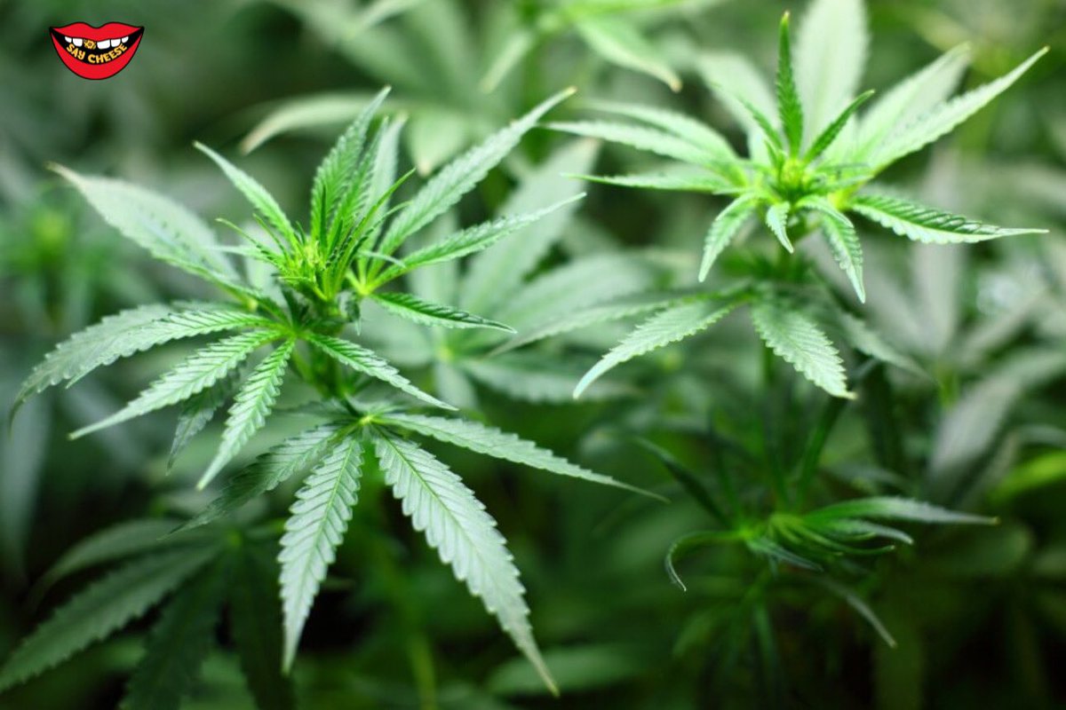 SaycheeseDGTL's tweet photo. Ohio has voted to legalize recreational marijuana. You will now be allowed to grow up to 12 weed plants (6 per adult) https://t.co/sRg9chRwQt