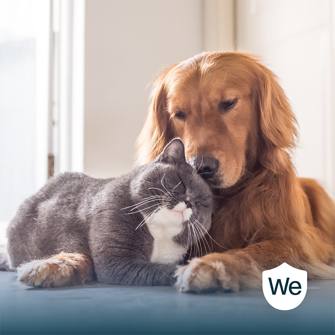 Without the right coverage, a pet's health emergency can cost you hundreds, even thousands of dollars. 

Read more about other insurance protections you may not think you need: hubs.ly/Q027Tlhh0
