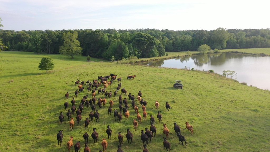 _NatGLC's tweet image. At NatGLC, we're committed to sustainable grazing land management. Join us in our mission to protect our environment and foster stewardship of these valuable resources. 🌱