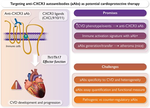 News in EHJ: Promises and challenges of targeting anti-CXCR3 autoantibodies in cardiovascular disease! academic.oup.com/eurheartj/adva… #cardioprotective #therapy #autoantibodies #G-protein #receptors #cardiotwitter @escardio @ESC_journals