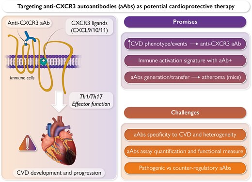 EHJ Editor-in-Chief (@ehj_ed) on Twitter photo News in EHJ: Promises and challenges of targeting anti-CXCR3 autoantibodies in cardiovascular disease!
academic.oup.com/eurheartj/adva…
#cardioprotective #therapy #autoantibodies #G-protein #receptors #cardiotwitter <a href="/escardio/">European Society of Cardiology</a> @ESC_journals News in EHJ: Promises and challenges of targeting anti-CXCR3 autoantibodies in cardiovascular disease!
academic.oup.com/eurheartj/adva…
#cardioprotective #therapy #autoantibodies #G-protein #receptors #cardiotwitter <a href="/escardio/">European Society of Cardiology</a> @ESC_journals