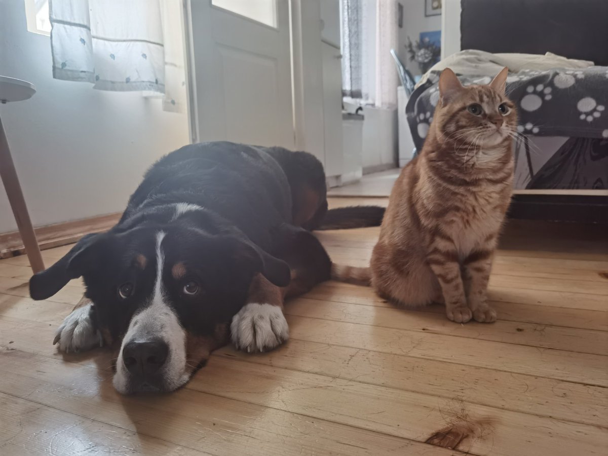 Shoskiddo's tweet photo. @OlgaBazova Thor🐶 &amp; Albi🐱 https://t.co/hyEpecU6J6
