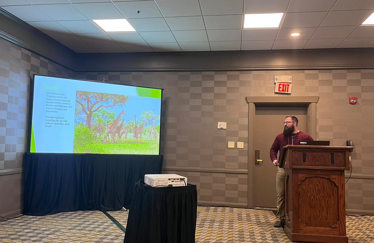 helpsavewldlife's tweet image. Chris Banotai presents his dissertation results &quot;Investigating the impact of African elephants on a declining bushveld savanna keystone tree species, the Marula&quot; #TWS2023 @Sea__Cow