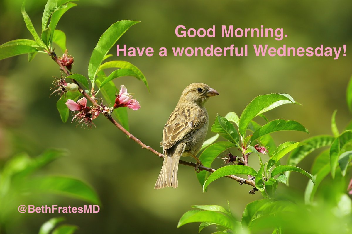 Happy Wednesday! 🌺🌼💐 #WednesdayWisdom #goodmorning #nature #natureheals # birds
