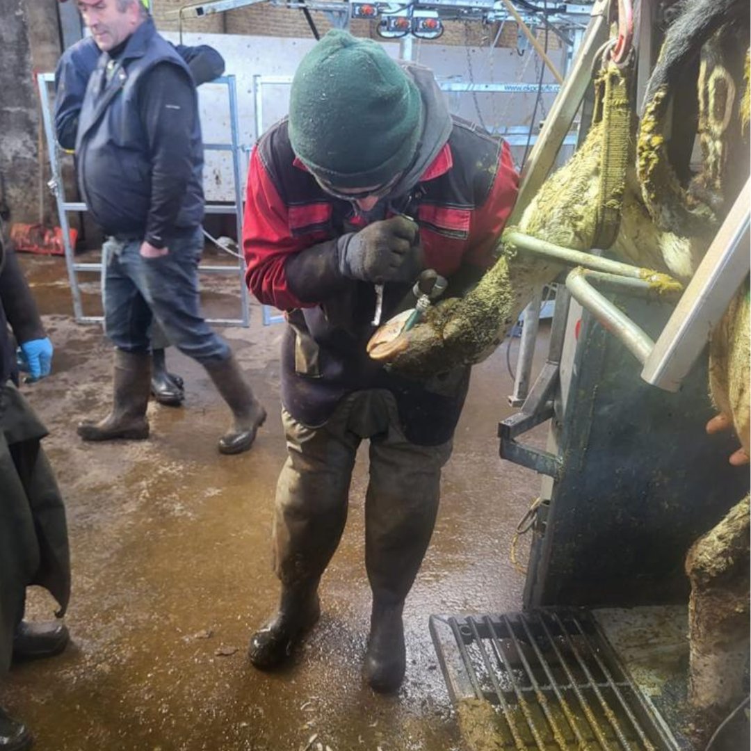 Pics from our Cork Course!

Our training program offers internationally recognized courses that are accessible to all levels of expertise nationwide.

Visit ekohoofcare.com/training/ for more info! 

#hooftrimming #ekohoofcare #dairyfarming