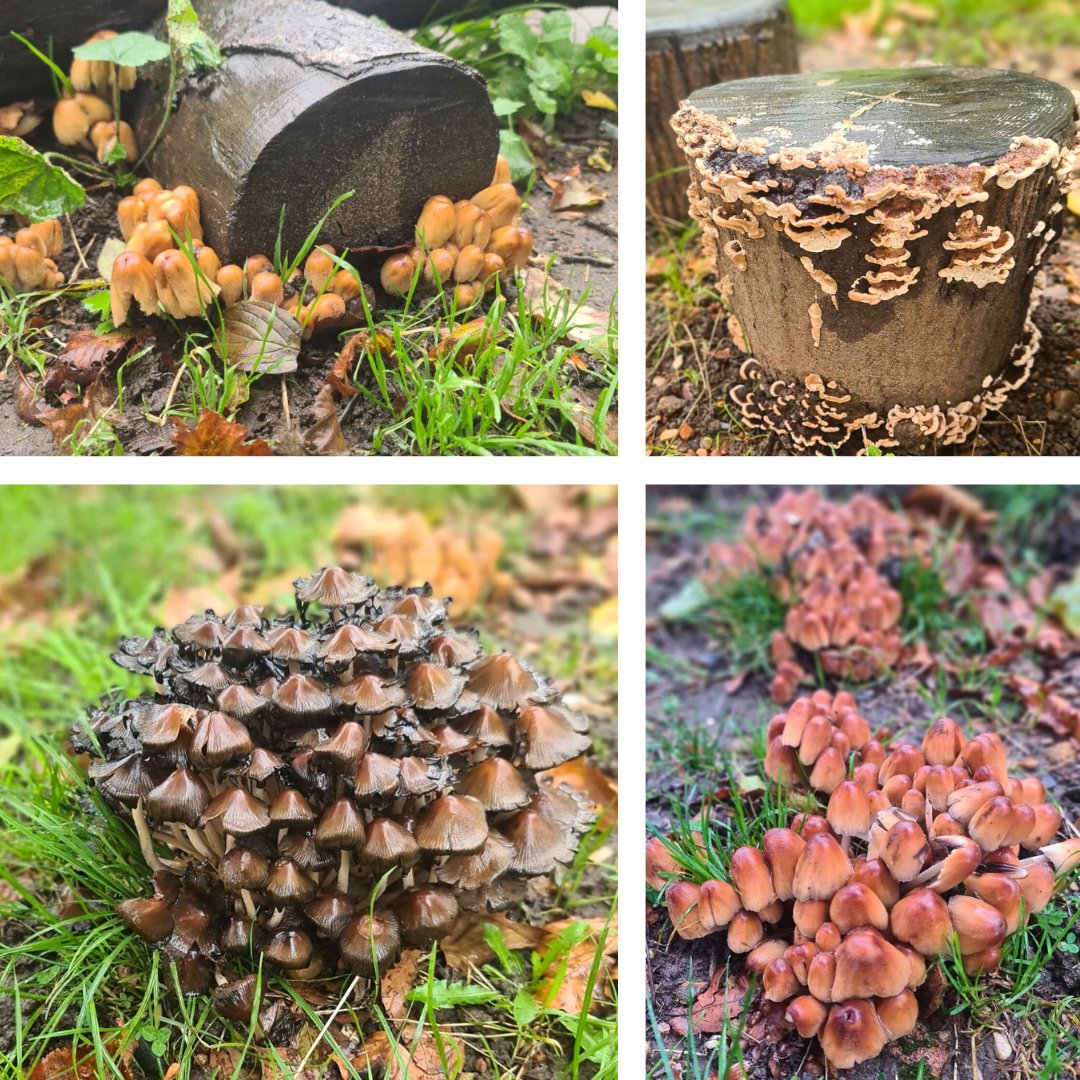 Finding beauty in the rain - gorgeous #fungi spotted by our #gardening team over at #WaterlooGreen today. This time of year is a feast for the eyes and reminder that you can seek out nature joy in unusual locations.