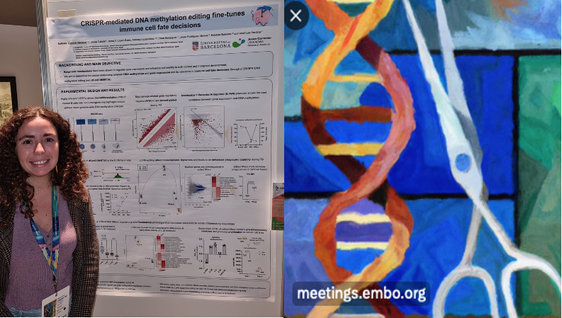 Are you attending the #EMBOCRISPRcas conference? 

Check out  <a href="/GemmaValcarcelX/">Gemma</a>‘s poster B-1 to know about our research #CRISPR #epigenetics #immunology #leukemia.

Interested?  🤔 

Then join us through 2 outstanding #MSCA programs👇👇

Pre: <a href="/IMMERGE_MSCA_DN/">IMMERGE</a>
Pos: <a href="/CarrerasLeaders/">Carreras Leaders</a>