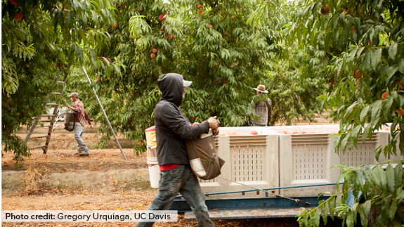 New #AREUpdate article “California’s Overtime Law for Agricultural Workers: What Happened to Worker Hours and Pay?” by Alexandra E. Hill finds that the law led to decreases in working hours and in earnings. Read More: bit.ly/464G9Ve @AREBerkeley
