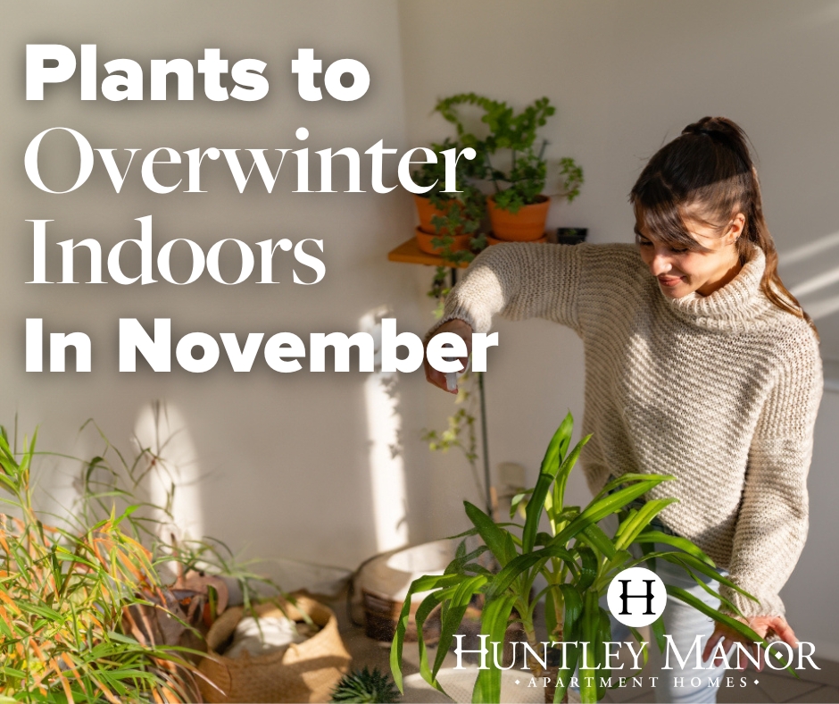 Embrace cozy November vibes at Hunltey Manor! 🍁❄️ Prepare your indoor garden for chilly days ahead. 🌿🏡 Learn more about the best plants for a thriving winter garden: 📚🌱❤️ bit.ly/3QNpRfe  
#IndoorGardening #NovemberPlants #GreenThumbs #MichiganLiving #HuntleyManor