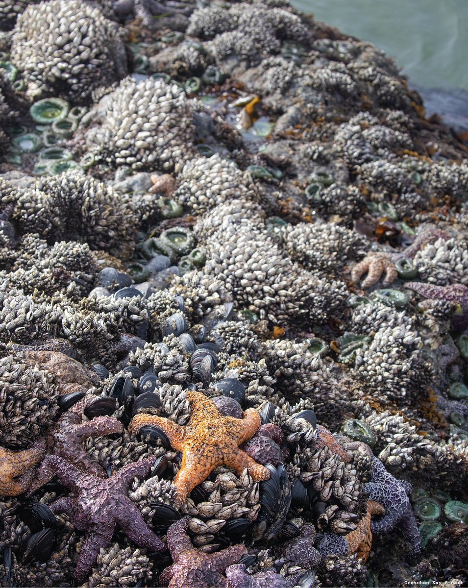 ElakhaA's tweet photo. Anything living in the #intertidalzone must be able to survive changes in moisture, temperature, and salinity and withstand strong waves.
From #seastars, to mussels, to snails, to anemones, to #crabs - they all have unique adaptations.
📸: Gretchen Kay Stuart | #oregoncoast https://t.co/aVSQPruqLp