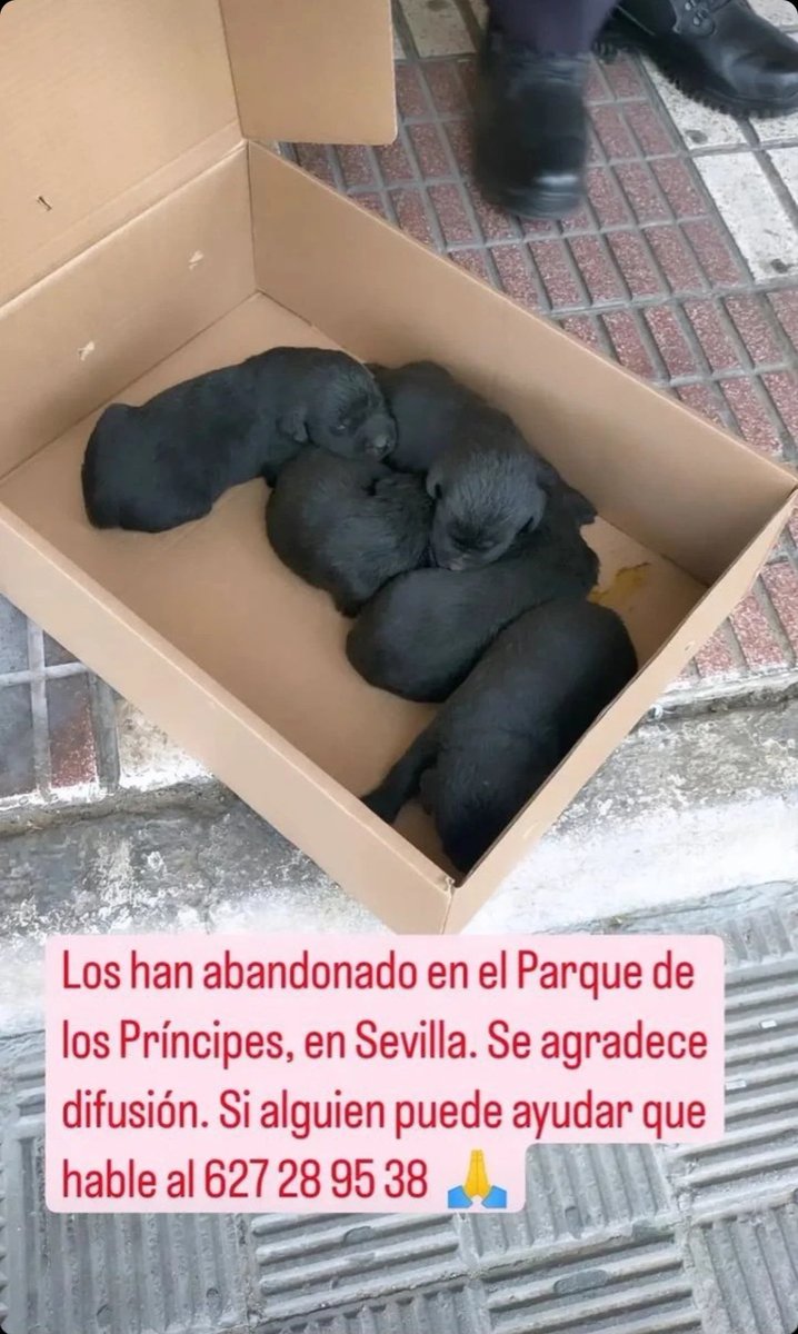 lilshuri's tweet photo. Difusión por aquí porfi 🥺 https://t.co/ZKo7hxX197