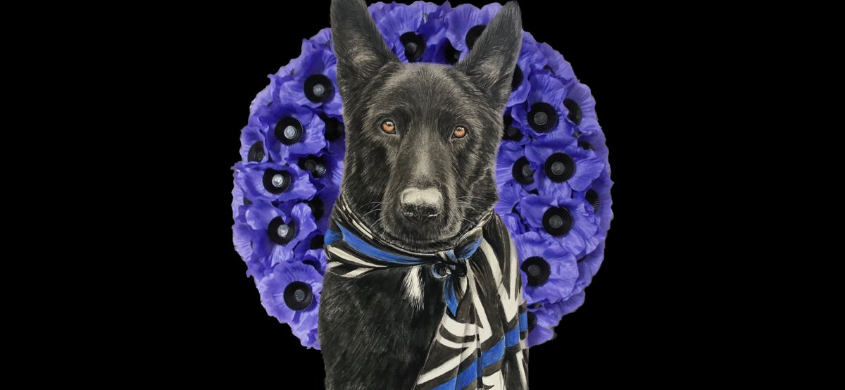 PD Ollie got a lot of mentions at the exhibition so I chose him to represent service animals on Remembrance Day on my SM. 
 @SiDix67 @MA_PurplePoppy #TheyAlsoServed