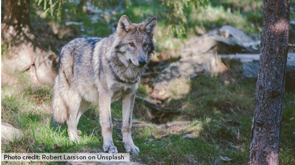 New #AREUpdate article “The Cost of Coexistence: Impacts of Expanding Wolf Populations on California’s Ranchers.” By Tina Saitone and Kenneth Tate examines wolf-related impacts to ranchers and CA’s pilot wolf compensation program. Read More: bit.ly/3QQIwXH <a href="/TSaitone/">Tina Saitone</a>