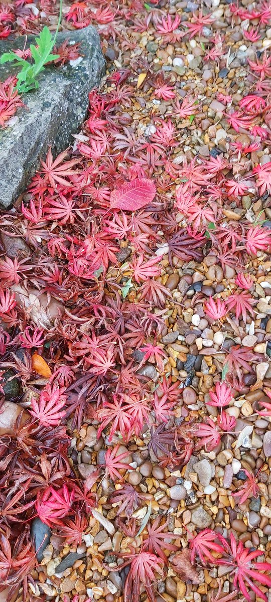 BeckGra's tweet photo. Back garden Autumnal colour (Acer Palmatum).
#autumn #autumn2023 #acerpalmatum #changingcolours #Vibrant  #backgarden #hull #eastyorkshire https://t.co/MZvXgvhX2v