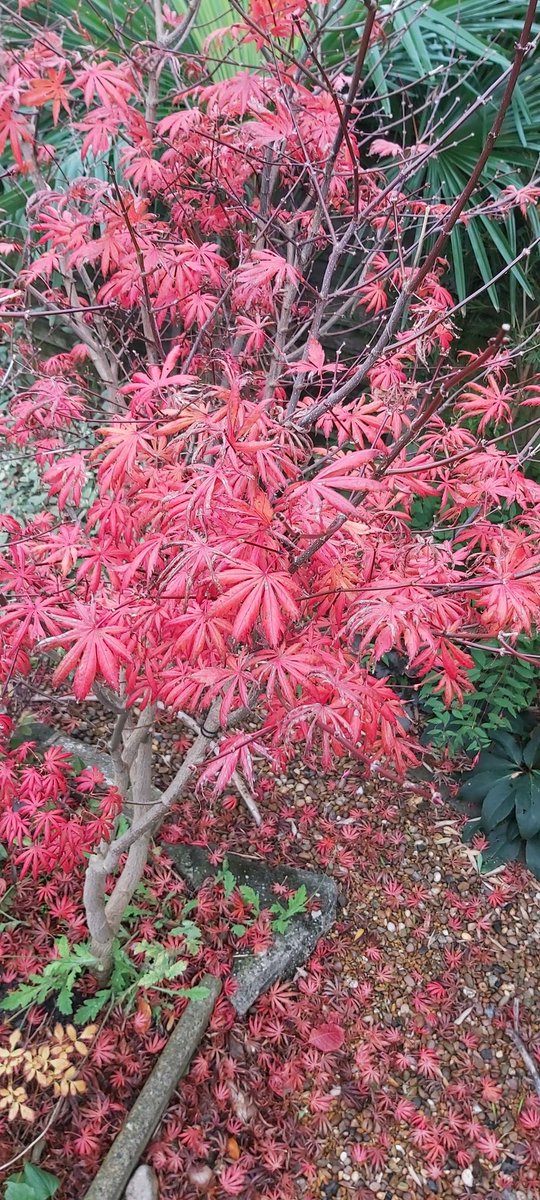 BeckGra's tweet photo. Back garden Autumnal colour (Acer Palmatum).
#autumn #autumn2023 #acerpalmatum #changingcolours #Vibrant  #backgarden #hull #eastyorkshire https://t.co/MZvXgvhX2v