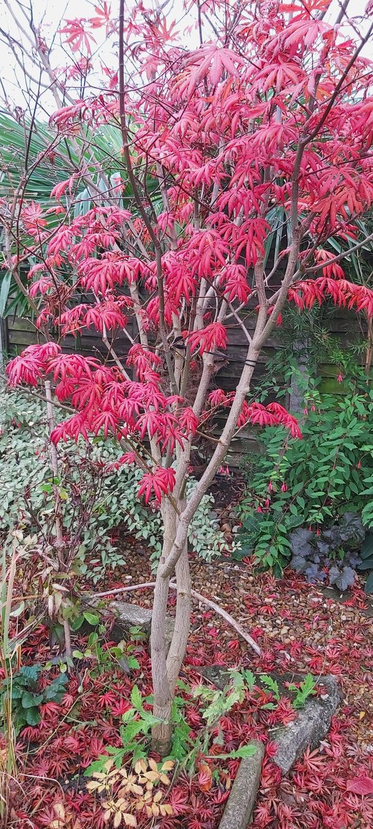 BeckGra's tweet photo. Back garden Autumnal colour (Acer Palmatum).
#autumn #autumn2023 #acerpalmatum #changingcolours #Vibrant  #backgarden #hull #eastyorkshire https://t.co/MZvXgvhX2v