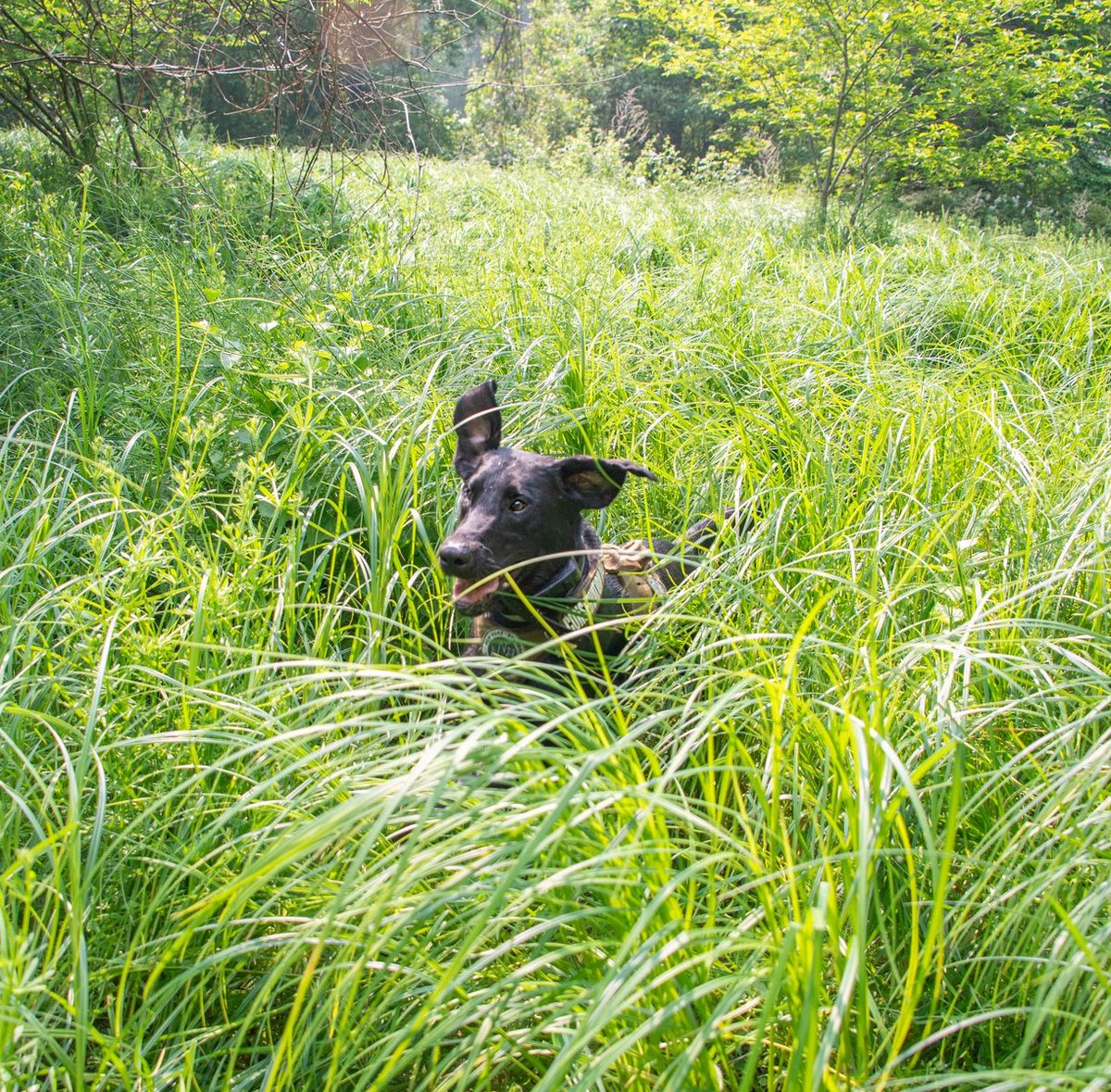 “Resourcing the World” – Veolia’s global purpose – begins at home. That’s why Veolia is committed to assisting local efforts to protect, conserve and cultivate appreciation for our natural resources. Click here to learn more: mywater.veolia.us/new-york/news/…