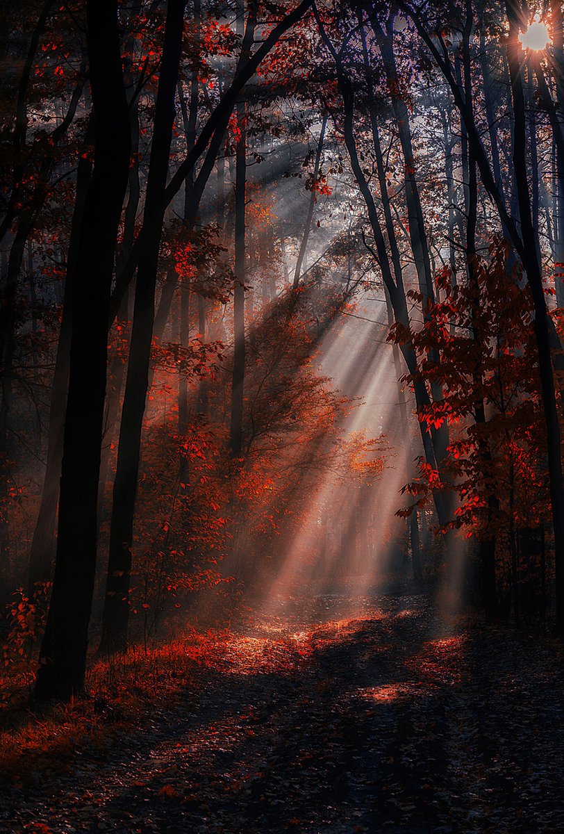 madrugada_m's tweet photo. Den Herbst durchzieht
Das Sehnsuchtslied
Der Geigen 
Und zwingt mein Herz 
In bangem Schmerz
Zu schweigen.

Paul Verlaine
aus: Herbstlied https://t.co/313SWDDxBU