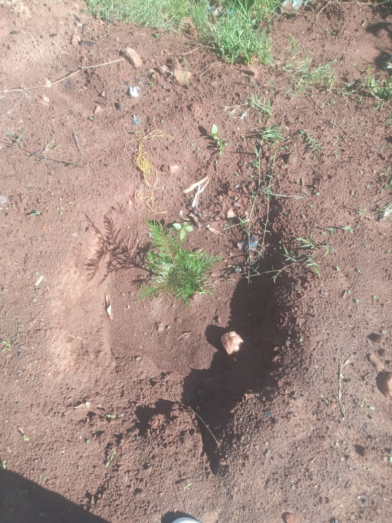 YoungAfriAction's tweet photo. Embrace tree planting during this #ElNino season! 🌧️ Our organization TYAA is committed to making a difference. Join us in planting trees to combat the effects of climate change. Together, we can create a greener and more sustainable future. #TreePlanting #GreenEarth  #TYAA https://t.co/YeITmLSkSk