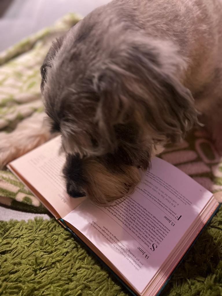 lilithepunk's tweet photo. Late entry to the pets having thoughts about #EverydayFolklore! Here is Reg, canine companion of the lovely @Jobbiebell, dressing for every occasion. Apparently Reg is checking out the folklore of his birth month & reading up about haggis, of which he is very fond #DogsOfTwitter https://t.co/jDhjEoK8Jw