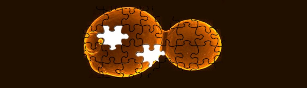 An international team of scientists led by <a href="/caiyizhi/">Patrick Cai</a> are one step closer to re-writing world’s first synthetic yeast genome.

The Sc2.0 team have now recreated every chromosome in baker's yeast from scratch and combined 6.5 of them in a functional cell.

👉manchester.ac.uk/discover/news/…