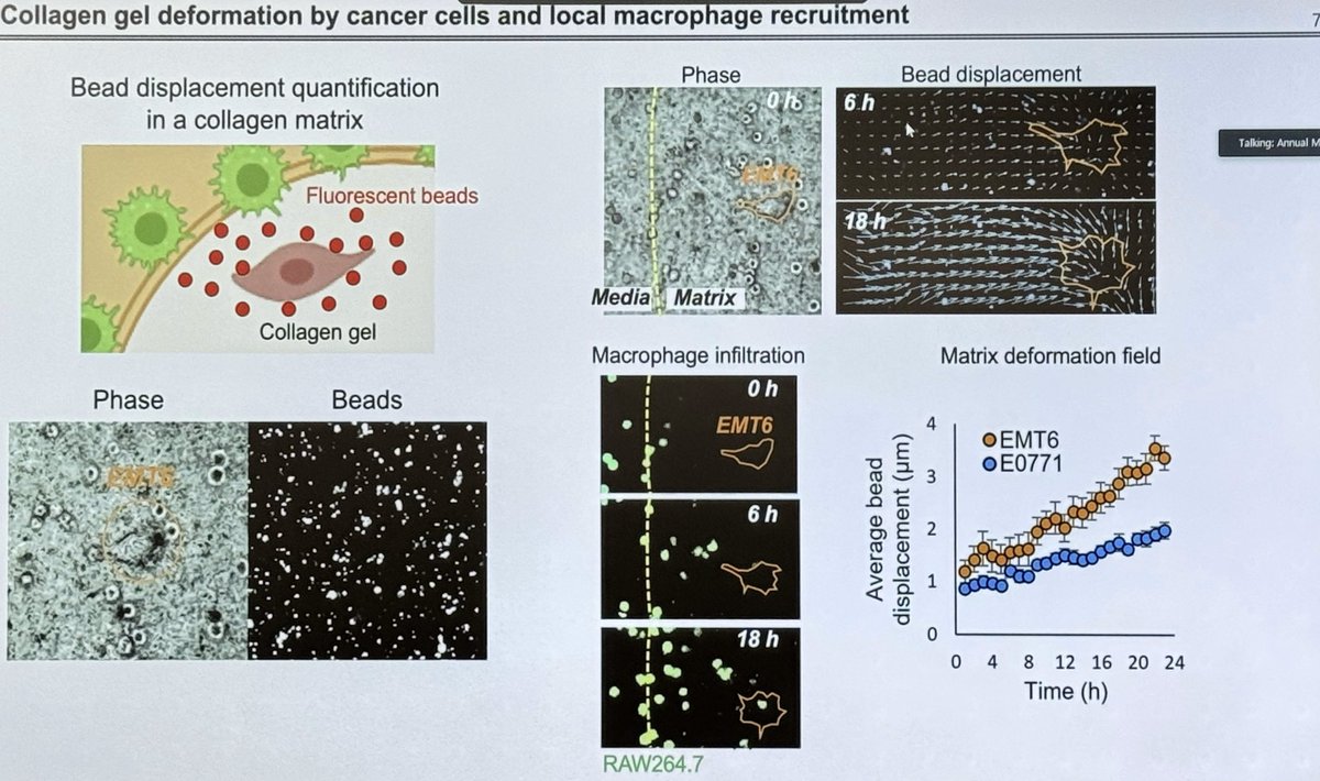 ara_anderson's tweet photo. Next up is Youngbin Cho presenting, Myosin II Mediated Collagen Matrix Remodeling by Breast Cancer Cells Promotes Macrophage Recruitment #CSBCPSON23 https://t.co/3J2oBalhii