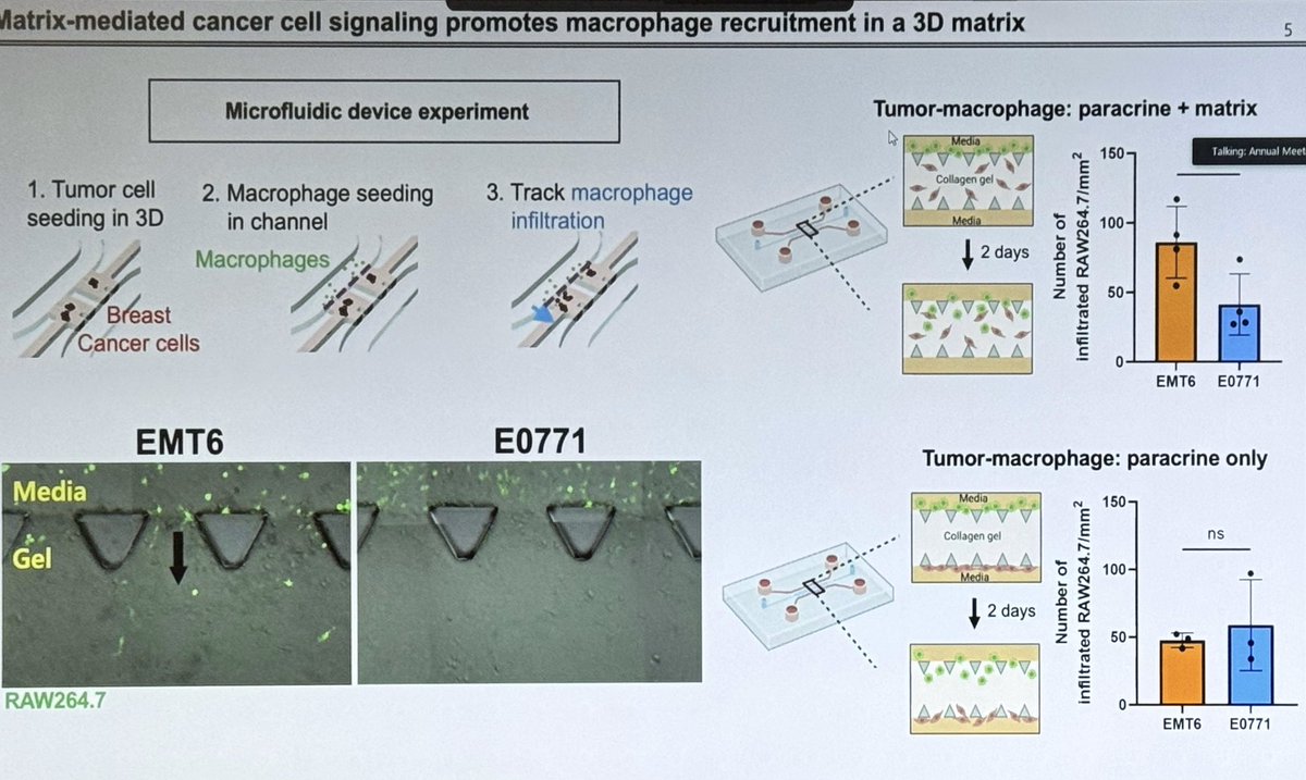 ara_anderson's tweet photo. Next up is Youngbin Cho presenting, Myosin II Mediated Collagen Matrix Remodeling by Breast Cancer Cells Promotes Macrophage Recruitment #CSBCPSON23 https://t.co/3J2oBalhii
