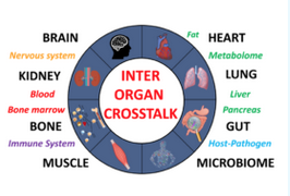 Registration is OPEN for the FEBS Advance Lecture Course on Molecular Mechanism of Interorgan Crosstalk in Health and Disease.
May 9-17th 2024, Spetses, Greece
Infos, program, speaker and registration:
interorgancrosstalk2024.febsevents.org
