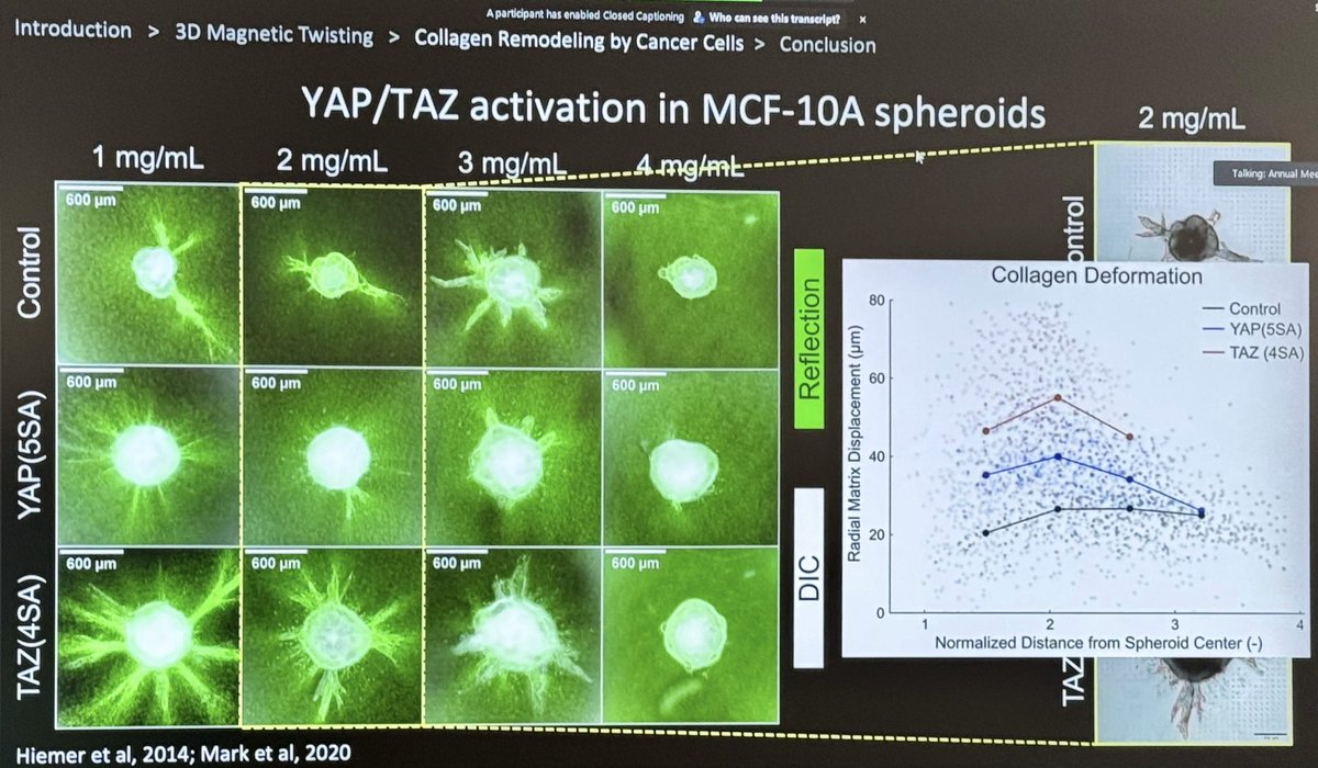 Next it’s @jacopoferruzzi presenting, Spatiotemporal Evolution of Collagen Micro-Mechanics Under Breast Cancer Cell Driven Remodeling #CSBCPSON23