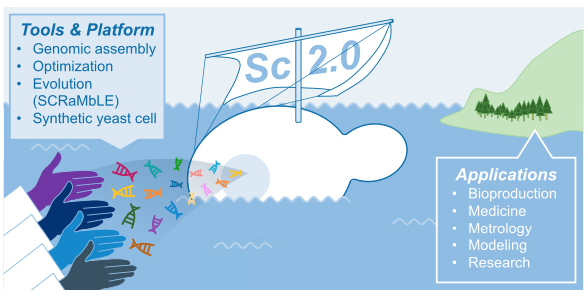 Check it out now in #Cell #Genomics Open Access - Rise of synthetic #yeast: Charting courses to new applications community.alliancegenome.org/t/cellpress-op…