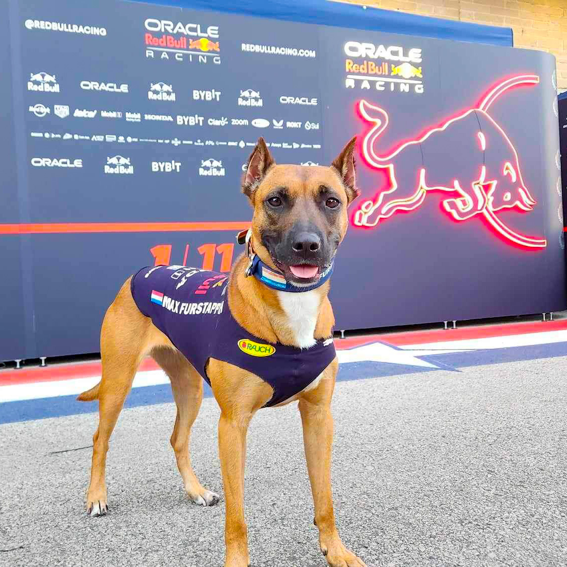 CanineStars's tweet photo. Max Furstappen hanging out in the Paddock before the #USGP π
#DogsofF1 #MaxFurstappen @MaxVerstappen1 #RedbullRacing #SuperMax @RedBullRacing #RBRdaily #Redbull #MaxVerstappen1 https://t.co/C0LGd8wHtt