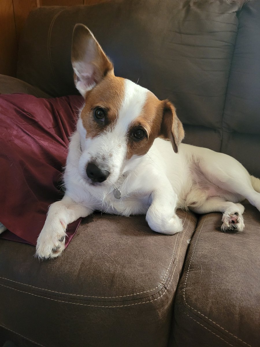 CharliePawsUp's tweet image. Me &amp;amp; Mama so sad our fwend, Bentley's Dad Jake @Colbywinters  died suddenly.💔
He waz so kind to us. 
Jake DM'd us dis pic of Bentley when he waz waiting for his new Bandana. Bentley iz wif Jake's father, who wuvs him &amp;amp; will keep him.
#MyCardinalRule  Wuv. Always. #RIPJake ❤️🐶