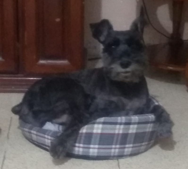 AlertaMePerdi's tweet photo. #PERDIDO #GUAYAQUIL
Nombre: #LOQUI
Fecha: 07/11/23
Sector: Norte, Guayacanes al frente de Sauces 5, calle Pedro Jorge Vera Vera
Sexo: Macho
Raza: Schnauzer
Obsv.: Negro, se le había cortado la barba
Contacto: 0991282835
¡Ayúdalo a volver con su familia!
#AlertaMePerdí https://t.co/nJtqHWI2P7