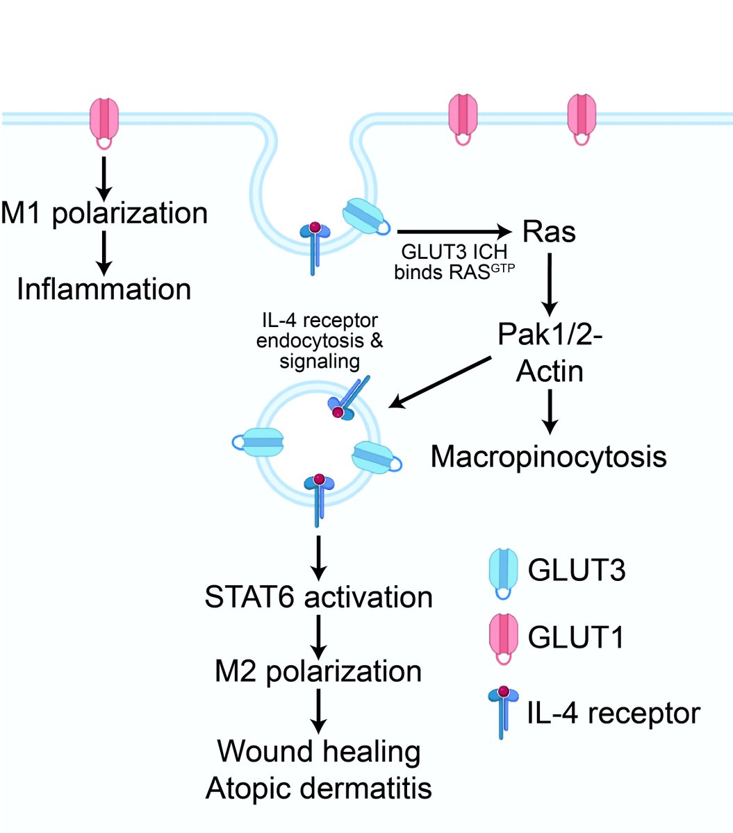 We are excited to share Dong-Min Yu’s recent publication in @JCI. He describes a role for the GLUT3 (SLC2A3) facilitative glucose transporter in macrophage signaling and demonstrates its potential relevance to allergic inflammation and wound healing.
jci.org/articles/view/…