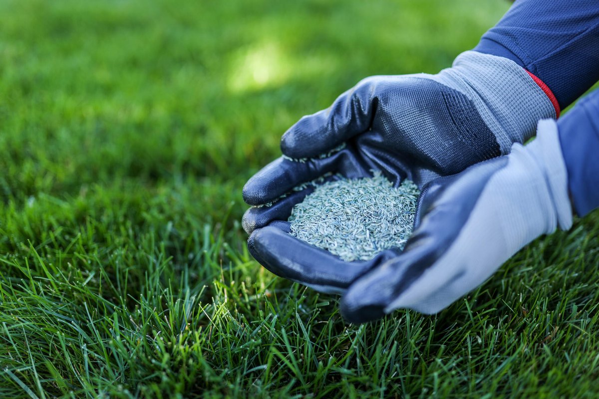 Boost your lawn's future with dormant seeding! Seeds sown now will flourish in spring for a vibrant, healthy lawn. #LawnCare #DormantSeeding #organic #twincities #lawnmaintenance #healthylawn