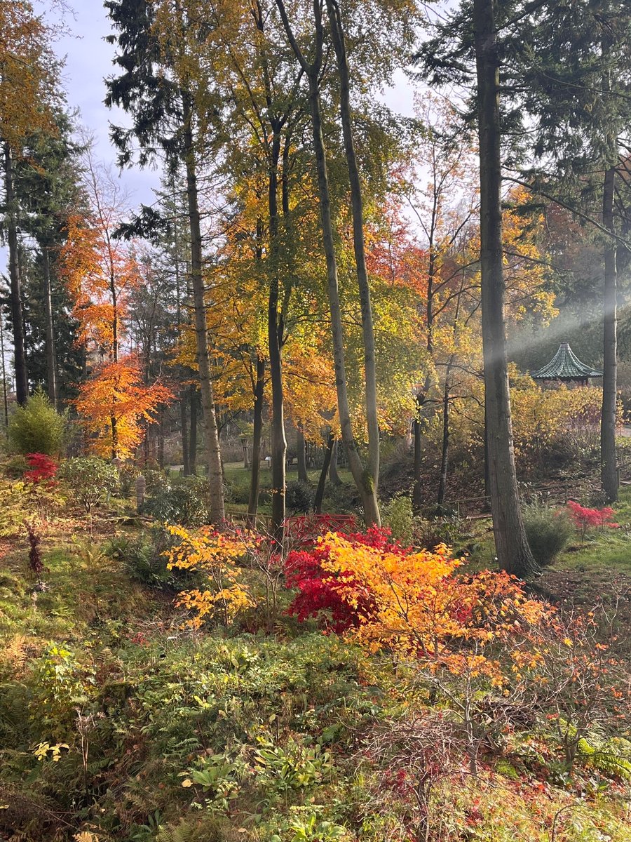The_Hutts's tweet photo. Nice and moody in the garden today, leaves everywhere...lots of leaf blowing and composting for the gardeners to do.
#autumn #leafmold #composting #gardening #NorthYorkshireNews https://t.co/migF7wr0GY