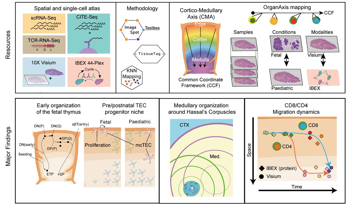 Happy to share our work, a comprehensive single cell & spatial atlas of the human thymus, which uses our newly established common coordinate framework for the thymus, the Cortico-Medullary Axis (CMA), to spatially explore thymic development.#ThymusCCF tiny.cc/p7udvz