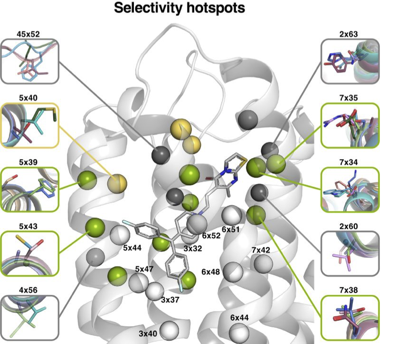 bwalse's tweet photo. Structural biology rules!

The surge of high-res cryo-EM and X-ray crystal structures has made it possible to uncover functional determinants of receptor pharmacology and drug design from comparative analysis spanning the entire serotonin receptor family.
https://t.co/Vjme8Kt9pO https://t.co/krKBe9TvWR