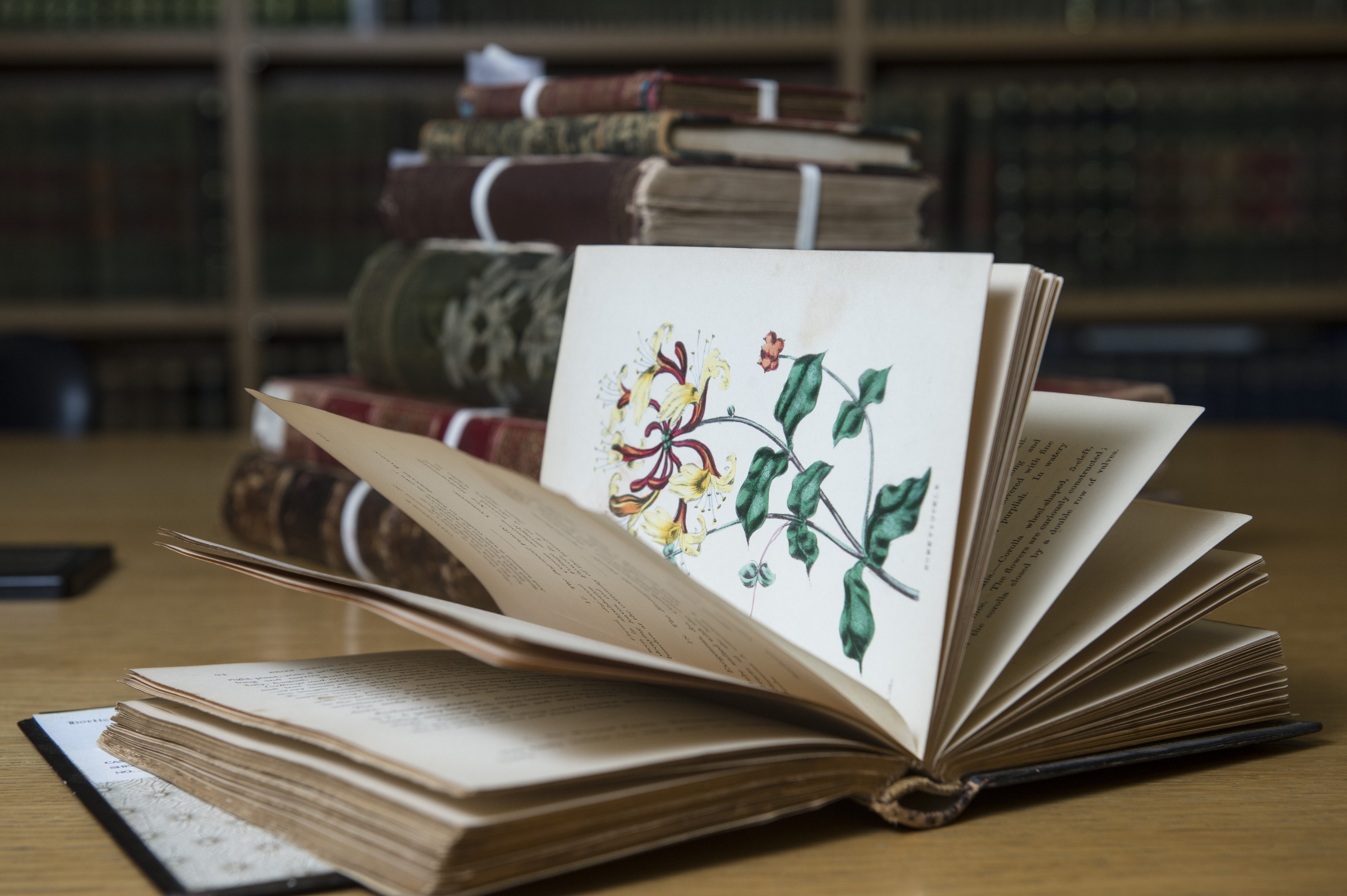 Antique Book open Shelf Caster