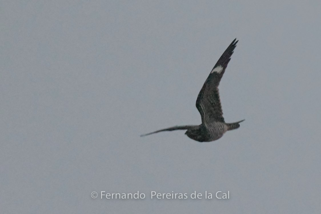 Chordeiles minor en Vigo, primeiro rexistro pra Galiza.
Atopado por Andrea Abeledo e Paulo Lago.
ID por Rafa e Tito Salvadores.
Foto-Fernando Pereiras.