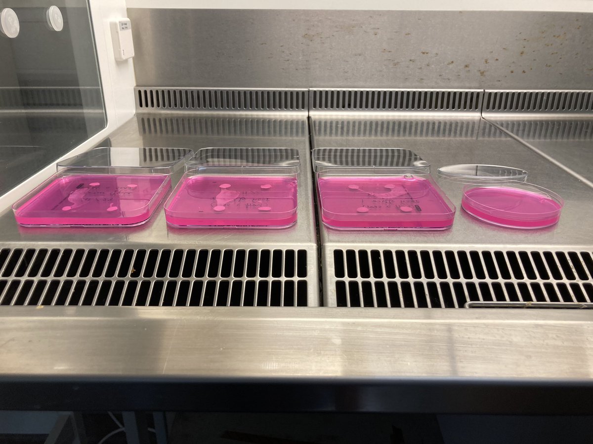 MARAf UK (@maraf_uk) on Twitter photo And so it begins! Our first attempt at making Flamingo media 🦩(what a fabulous colour!) and culturing from “air samplers” using <a href="/Shortenbosch/">Hylke Kortenbosch</a> approach. #Aspergillus #mycology And so it begins! Our first attempt at making Flamingo media 🦩(what a fabulous colour!) and culturing from “air samplers” using <a href="/Shortenbosch/">Hylke Kortenbosch</a> approach. #Aspergillus #mycology