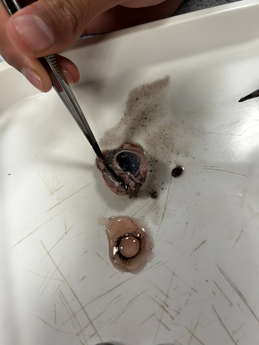 Warminster Biology tweet media