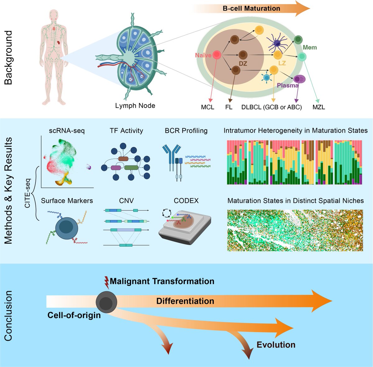Donnacha Fitzgerald tweet media