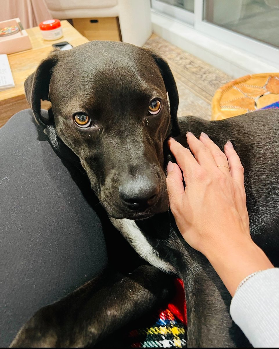 Meet Atlas 🤎✨ He is sweet, smart, friendly, curious, loving, easy, and playful. He's potty trained, crate trained, quiet, and has a great understanding of basic commands. If you're a registered adopter and interested in Atlas, email adoptionmeetings@muddypawsrescue.org.