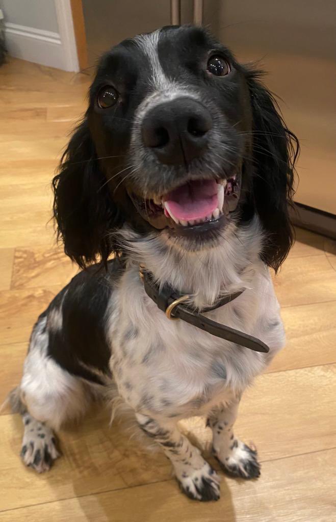 Look at this little face, well she should look very pleased with herself as young Betty has today completed her basic course to become an Explosive Detection Dog. Well done young lady 👍🏼