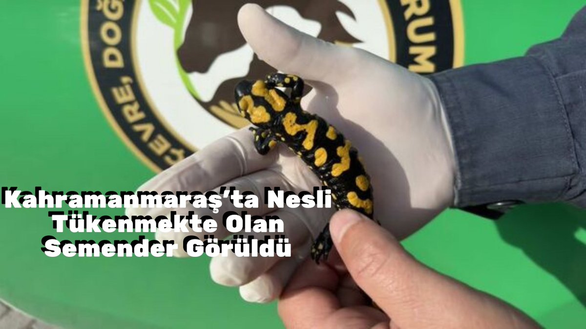 MaksatMaras's tweet photo. Kahramanmaraş’ta Nesli Tükenmekte Olan Semender Görüldü.
Haberin Detayları: https://t.co/fJKOg909UO
#Türkiye #Kahramanmaras #Dulkadiroğlu #Sondakika #Haber #Haberler #Semender https://t.co/RjcP6tmHYC