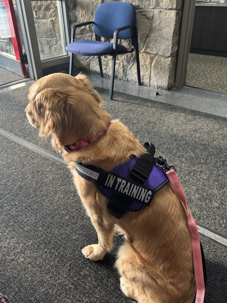 Hi!  I'm Maggie - the new therapy dog in training for Maumee City Schools.  You may see me around the district.  Please stop and talk to me.  I love to be petted.
<a href="/maumee_schools/">Maumee City Schools</a> @MEbleMCS <a href="/jamspokMCS/">Jim Amspoker</a> <a href="/MaumeeMS/">Maumee Middle School - Mrs. Wojcik</a> <a href="/steveleeMCS/">Steve Lee</a>