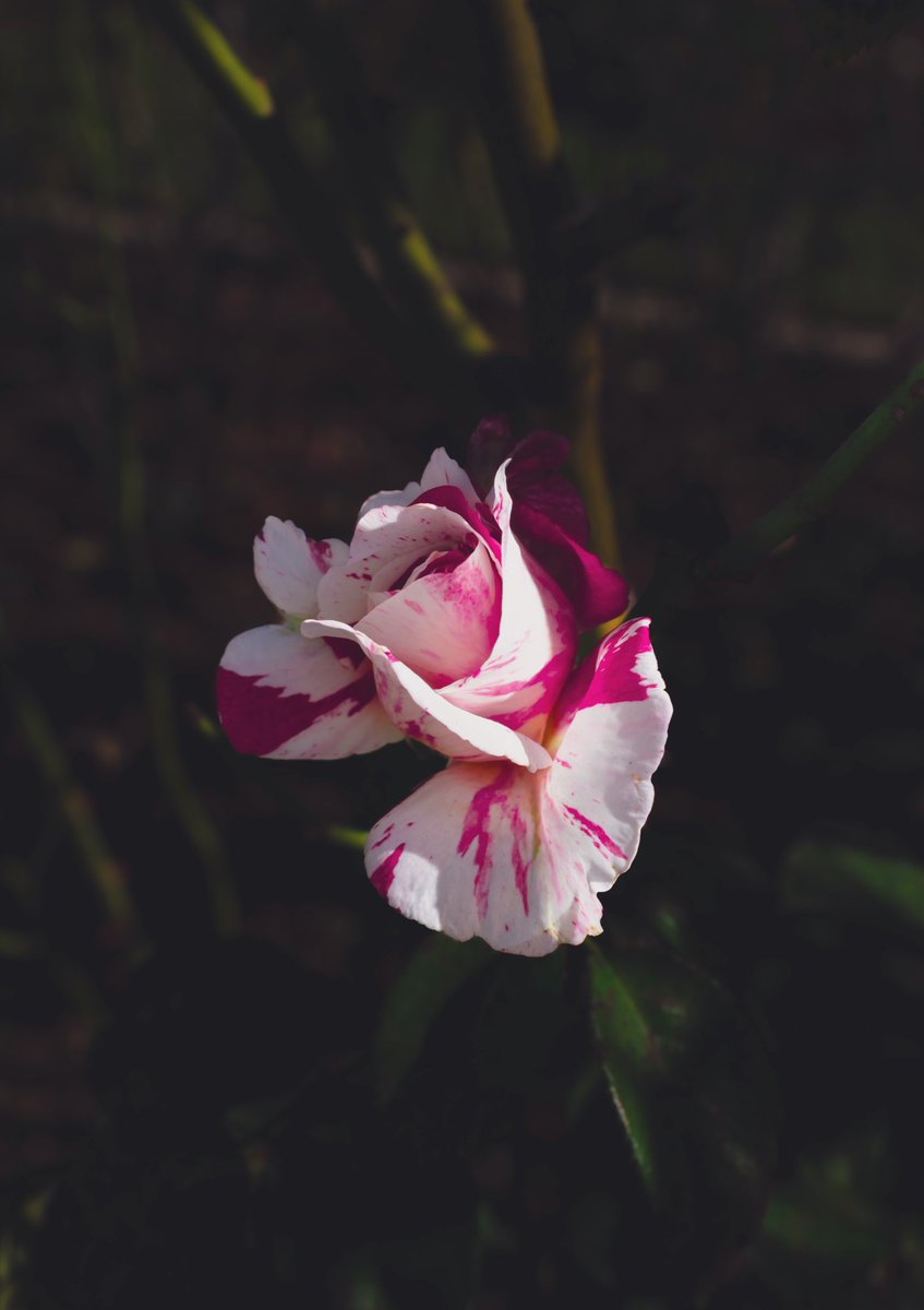 Roses in autumn 
#nature #photography #Beautiful #color #ThePhotoHour #garden #autumn