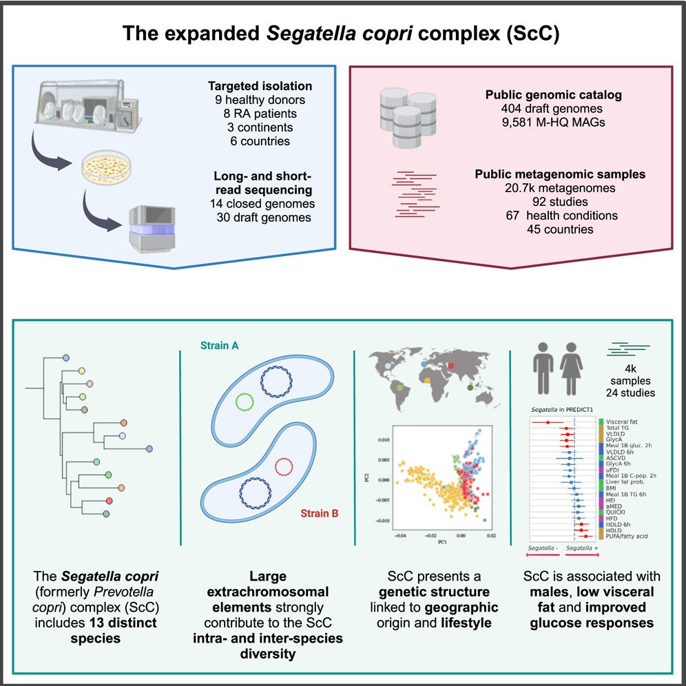 Cell Host & Microbe (@cellhostmicrobe) on Twitter photo Expanding the Segatella copri complex. <a href="/AitorBM/">Aitor Blanco Miguez</a> <a href="/cibiocm/">Segata Lab</a> <a href="/StrowigLab/">StrowigLab</a> extend Segatella copri (formerly P. copri) complex (ScC) to 13 species. ScC members contain distinct genomic elements & content & display variable association to host conditions cell.com/cell-host-micr… Expanding the Segatella copri complex. <a href="/AitorBM/">Aitor Blanco Miguez</a> <a href="/cibiocm/">Segata Lab</a> <a href="/StrowigLab/">StrowigLab</a> extend Segatella copri (formerly P. copri) complex (ScC) to 13 species. ScC members contain distinct genomic elements & content & display variable association to host conditions cell.com/cell-host-micr…